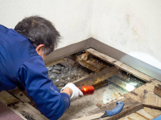 Trusted Drew, MS Mold Removal Experts