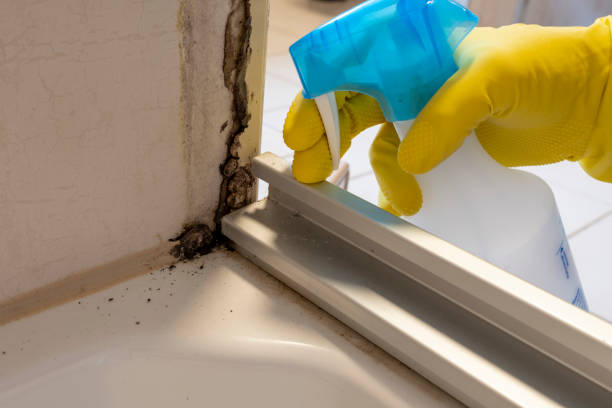 Best Mold Remediation Experts  in Drew, MS