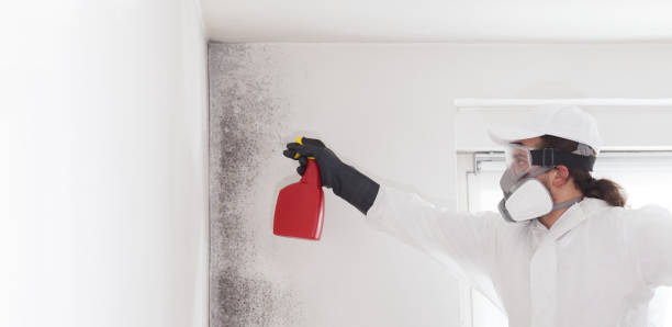 Best Mold Damage Repair  in Drew, MS