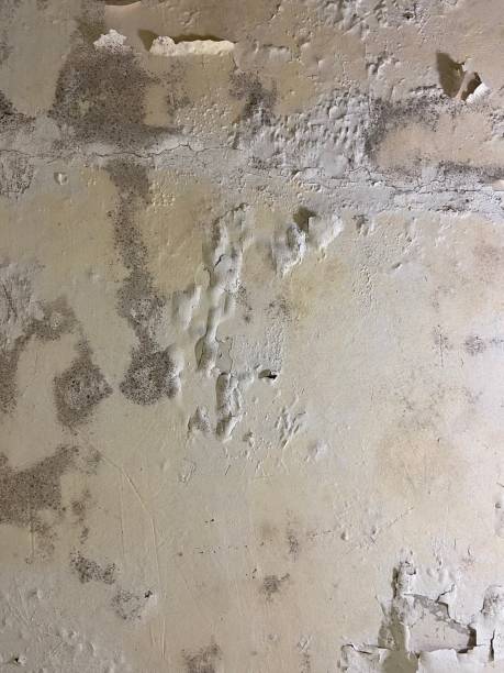 Best Attic Mold Removal  in Drew, MS