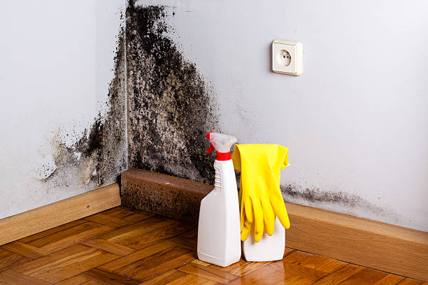 Home Mold Removal in Drew, MS