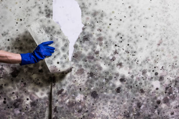 Best Residential Mold Removal  in Drew, MS